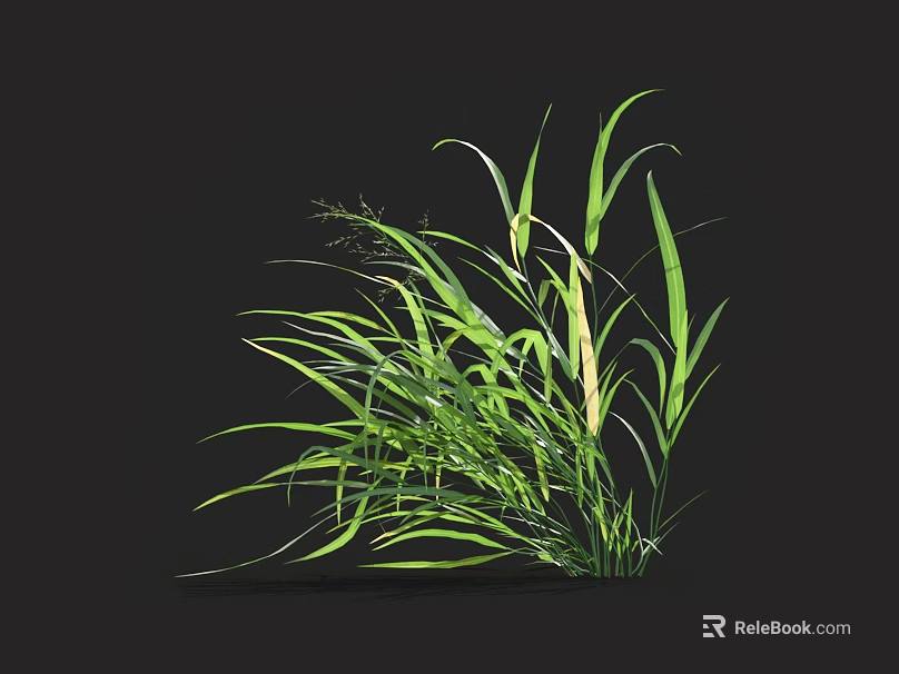 Fresh Green Grass Featuring Long Slender Leaves Set Against Black Background 3d model
