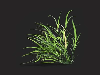 Fresh Green Grass Featuring Long Slender Leaves Set Against Black Background 3d model