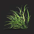 Fresh Green Grass Featuring Long Slender Leaves Set Against Black Background 3d model