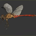 Red Tailed Dragonfly With White Transparent Wings And Orange Body Against Dark Background