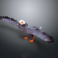 Duck with Spread Wings White Head Gray Feathers and Orange Feet on Gray Background