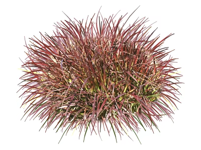 Modern Grass Shrub Grass 3d model