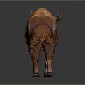 Detailed Orange Red Horned Buffalo Standing On Gray Background With Textured Fur