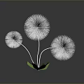 Three White Dandelion Like Flowers With Green Leaves On Dark Background And Reflection