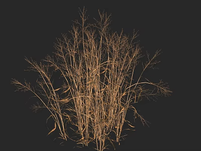 Natural Dried Flower Vase Arrangement With Thin Stems On Black Background 3d model