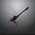 Detailed Dragonfly With Yellow Head Black Yellow Body And Transparent Wings On Gray Background
