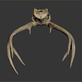 Modern Skull Animal Bone Fossil Antler 3d model