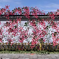 Vines With Red Flowers Covering White Wall And Golden Fence Under Blue Sky