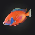Vibrant Colorful Fish Displaying Red Orange Blue Fins And Body
