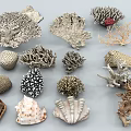 Various Marine Coral And Seashell Specimens For Aquatic Animal Habitat