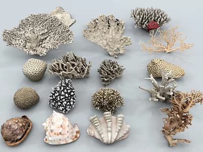 Various Marine Coral And Seashell Specimens For Aquatic Animal Habitat 3d model