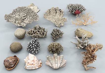 Modern Coral 3d model