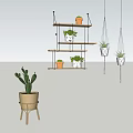 Stylish Indoor Potted Plants Display on Wooden Shelves and Hanging Pots with Cactus