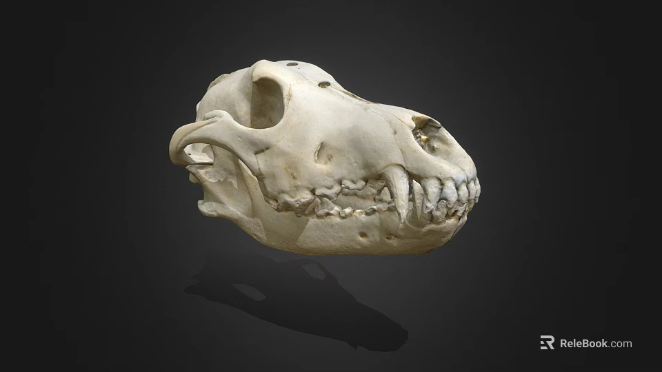 Animal Skull Bone Structure With Detailed Teeth And Natural Texture 3d model 