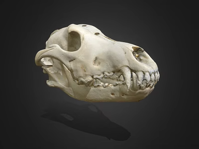 Animal Skull Bone Structure With Detailed Teeth And Natural Texture 3d model