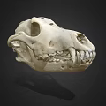 Animal Skull Bone Structure With Detailed Teeth And Natural Texture 3d model