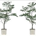 Two Modern Bonsai Potted Trees in Gray Ceramic Pots with Simple White Background 3d model