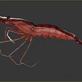 Red Shrimp Aquatic Animal With Detailed Body Structure And Transparent Legs