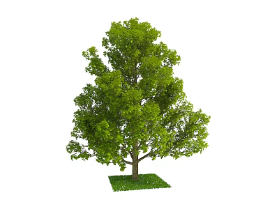 Tall Arbor With Lush Green Leaves And Sturdy Trunk On Fresh Grass 3d model