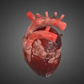 3D Heart Model Medical Device for Anatomical Education and Surgical Planning