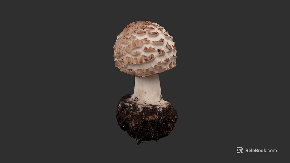 Botanical Illustration of Mushroom with Brown Textured Cap White Stem and Soil Base 3d model 