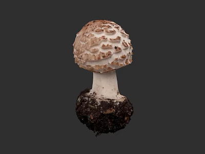 Botanical Illustration of Mushroom with Brown Textured Cap White Stem and Soil Base 3d model