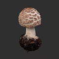 Botanical Illustration of Mushroom with Brown Textured Cap White Stem and Soil Base