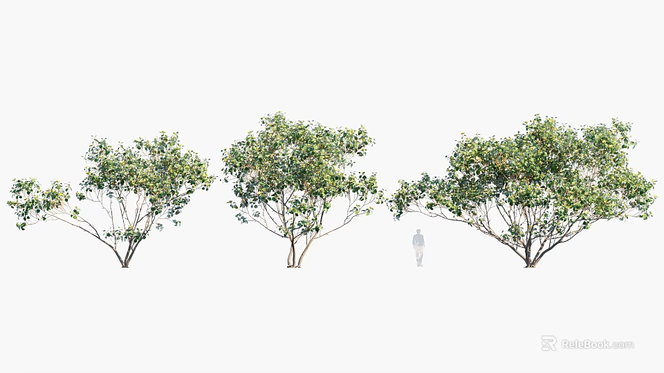 Arbor Trees With Lush Green Foliage Different Growth Shapes And Human Silhouette 3d model 
