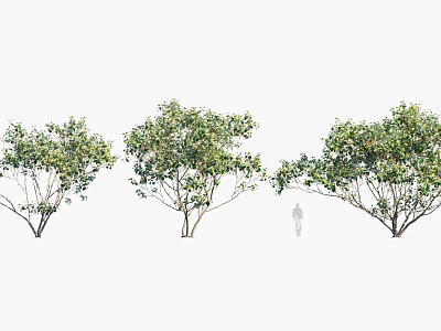 Arbor Trees With Lush Green Foliage Different Growth Shapes And Human Silhouette 3d model
