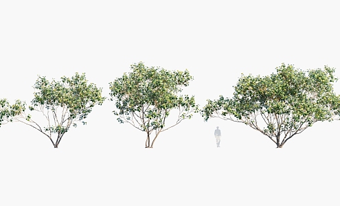 Plant Trees Landscape Trees Arbor 3d model