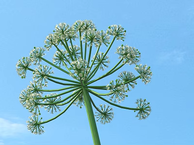 Tall Green Shrub With Umbrella Shaped White Flowers Against Blue Sky 3d model