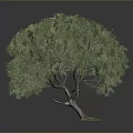 Lush Olive Tree With Vibrant Green Leaves And Strong Brown Trunk Growth