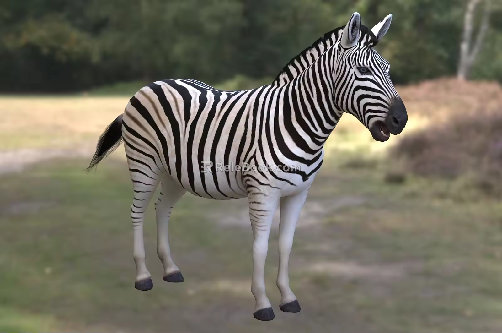 Modern Plain Zebra Animal Creatures 3d model