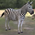 Modern Plain Zebra Animal Creatures 3d model