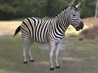 Wild Zebra With Black And White Stripes Standing In Natural Grassland Habitat 3d model