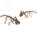 Two Realistic Dinosaur Skeleton Models Standing Erect On White Background 3d model