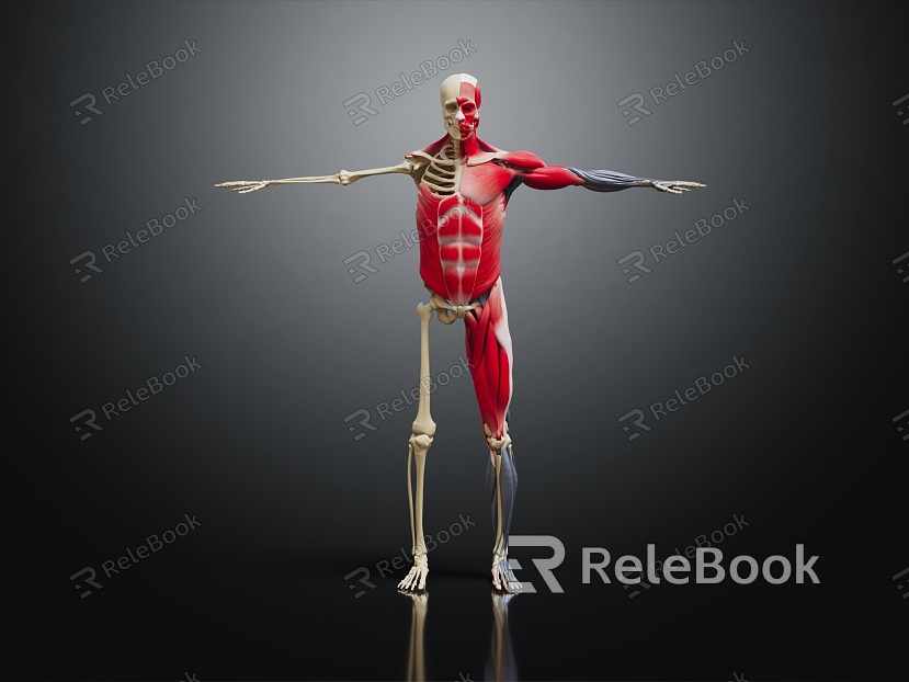 modern skeleton human skeleton human muscle model