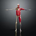 3D Rendered Human Skeletal Muscle Anatomical Model Medical Device for Education