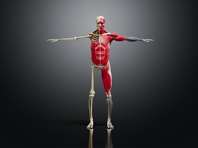 modern skeleton human skeleton human muscle 3d model