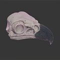 Detailed Bird Skull With Green Beak And White Bone Anatomical Structure