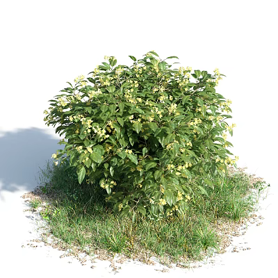 Modern shrubs 3d model