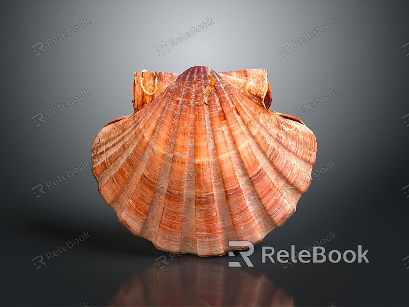 Shell Cartoon Pearl Pink Red Shell Mussel Clam Freshwater Pearl Seawater Pearl Nanyang Pearl model