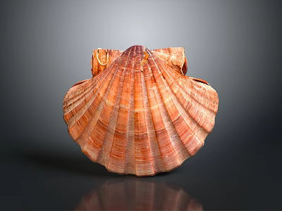 Elegant Natural Scallop Shell Decorative Household Item With Striped Orange Red Glossy Surface 3d model