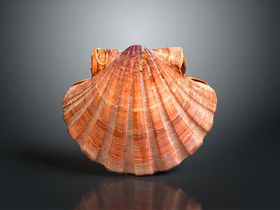 Shell Cartoon Pearl Pink Red Shell Mussel Clam Freshwater Pearl Seawater Pearl Nanyang Pearl model