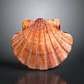 Elegant Natural Scallop Shell Decorative Household Item With Striped Orange Red Glossy Surface
