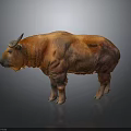 Detailed Orange Red Horned Buffalo Standing On Gray Background With Textured Fur
