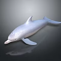 White Dolphin 3D Rendering With Sleek Body And Dark Background Reflection 3d model