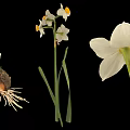 Daffodil Plant with White Petals Yellow Center Flower Stem and Bulb Roots