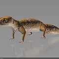 Orange Colored Gecko with Black Spots Standing on Dark Shiny Reflective Surface 3d model