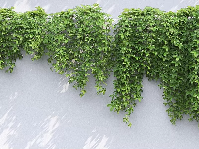 Green Vines Growing On White Wall With Lush Foliage And Natural Cascade 3d model